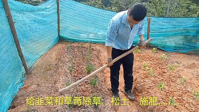 给小菜园除草、松土、施肥……