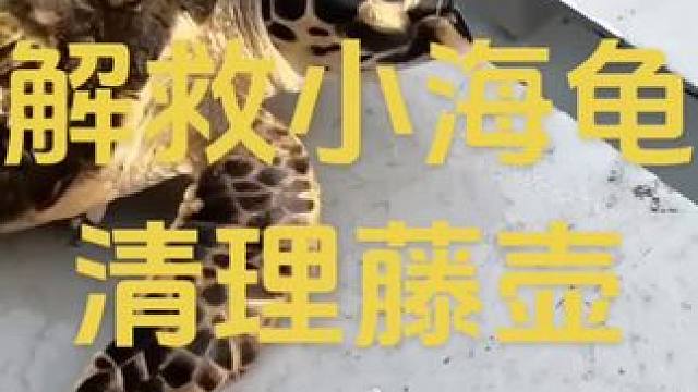 清理海龟藤壶超解压 #解压 #藤壶清理 #解压视频 #国外视频分享