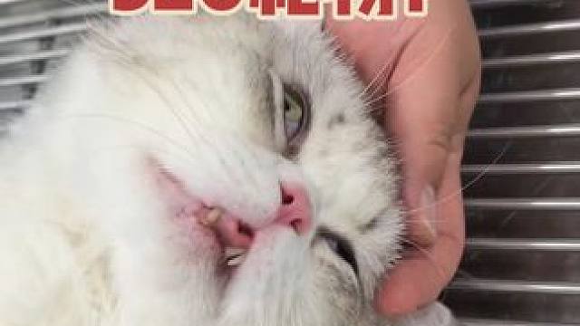 送给小猫的520礼物！ #我和我的猫