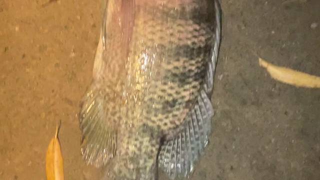 看到没有又是公斤非