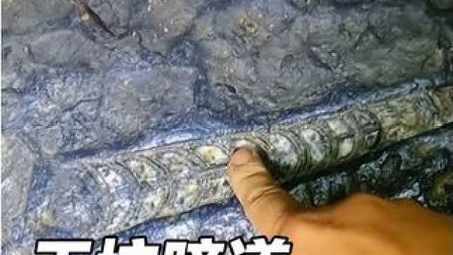 我们竟然在天坑下发现了地下城堡#户外阿志 #户外探险