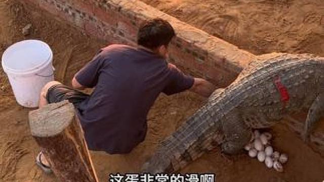 本地最狠土匪，开始掏鳄鱼蛋了#农村创业养殖 #非专业人士请勿模仿