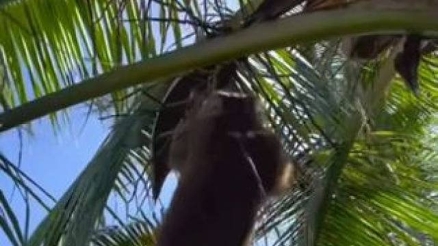 泰国打工猴上班摘椰子 #国外视频分享 #猴子成精 #打工猴