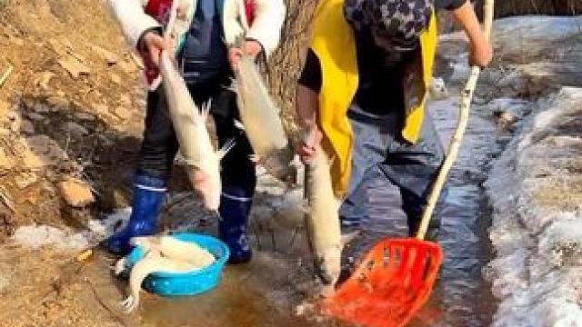 #三农户外捕鱼 #大表哥抓鱼