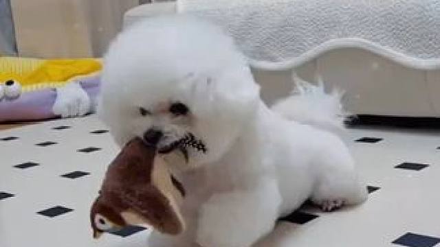 总算找到一个能逗毛孩子开心的仿真小鸟玩具了#萌宠日常记录 #逗狗玩具 #逗猫玩具 #不养狗不知道养狗