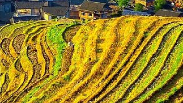 广西龙脊梯田，世界人工栽培稻米发源地之一，千年农耕智慧绘就的山水画卷。