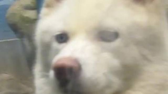 不管是谁上班都一个死出 #豆浆油条北极狼 #万万没想到 #打工人#娱乐评论大赏