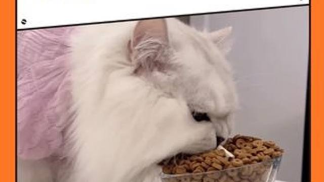 #爱就是和毛孩子一起吃很多饭  爱就是虽然不在一起，也要想着孩子有没有好好吃饭#小猫 #萌宠 #可爱