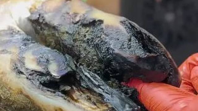 又是冲洗干净的牛蹄#解压 #修牛蹄