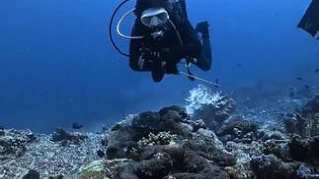 海底巨大的砗磲 #国外视频分享 #海洋生物 #潜水