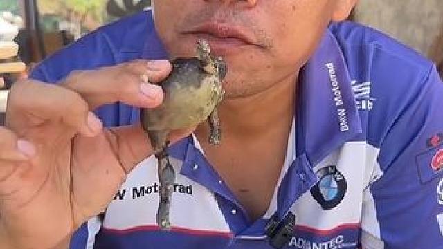 泡椒味️满籽蛋蛋蛙 #内容启发搜索 #泰国美食 #我的乡村生活 #乡村生活 #美食