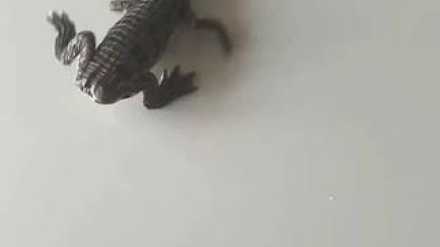 #养龟日常分享 #创作者中心 #创作灵感 #鳄鱼