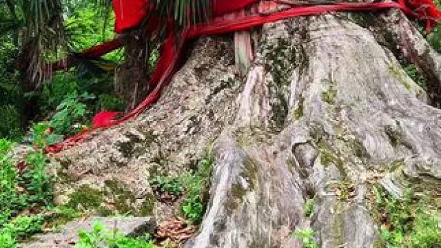 同样都是树，为何有的价值连城，有的却一文不值呢？#金丝楠木 #旅行大玩家#随拍