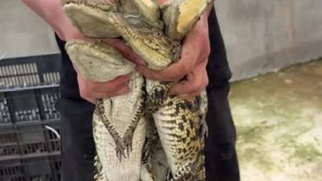 抓鳄鱼苗 第一视角#鳄鱼养殖场 #农业养殖