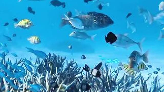 #一起看看海底世界 #海洋世界真奇妙 看看那些#神奇的海洋生物