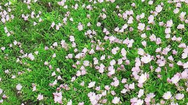 #一花一草一世界