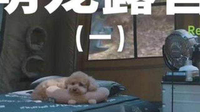 萌宠露营（一）带上狗子去山里露营别提有多爽了~#露营 #助眠 #解压 #萌宠 #户外露营