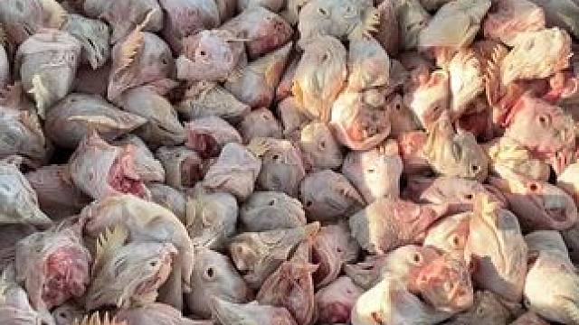 喂鱼第一视角……#农业养殖