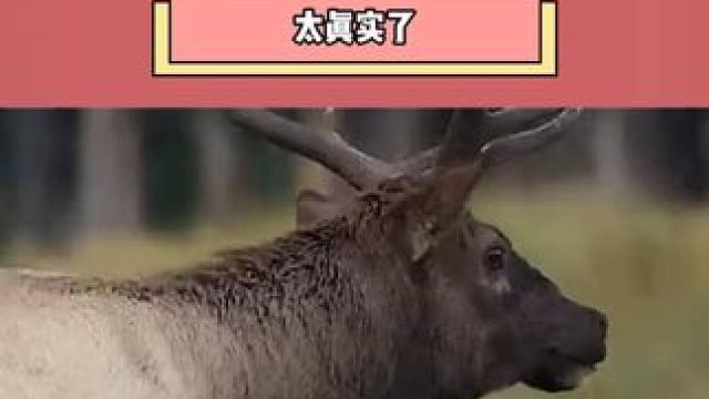 为什么说雄鹿是先天纯阳之体 #雄鹿 #纯阳 #动物