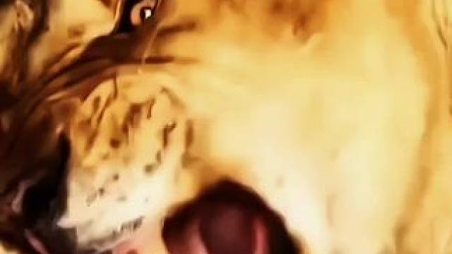 这是几缸的发动机？它的丈夫是隔壁因为重伤东北虎被关禁闭的雄狮亚里山大 #狮子 #狮吼 #母狮 #动物