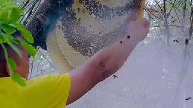 想吃口蜂巢蜜太不容易了 #内容启发搜索 #美食 #泰国美食 #户外美食