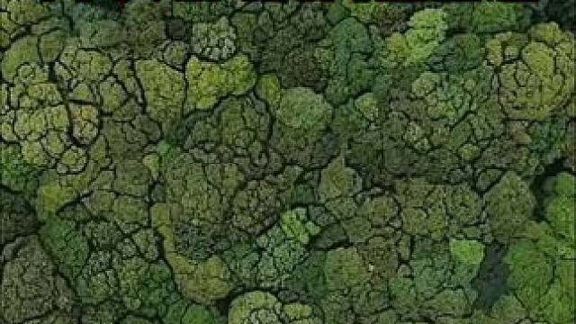 原来自然界也有社交距离！在云南哀牢山原始森林中，即使树木再拥挤，树冠之间也存在间隙，这被称为”树冠羞