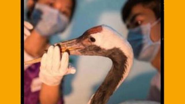 鹤族天骄身受重伤，却遇人族大帝点化飞升 #野生动物 #整活  #外国人真会玩  #赛博朋克