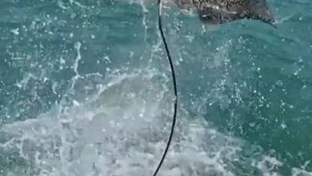 #海钓 #钓鱼的乐趣只有钓鱼人懂