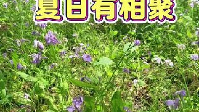 天地有盛意，夏日有相聚！来房车园看野花盛开，在葱郁的树林里露营，听小溪潺潺流淌#露营 #美景尽收眼底