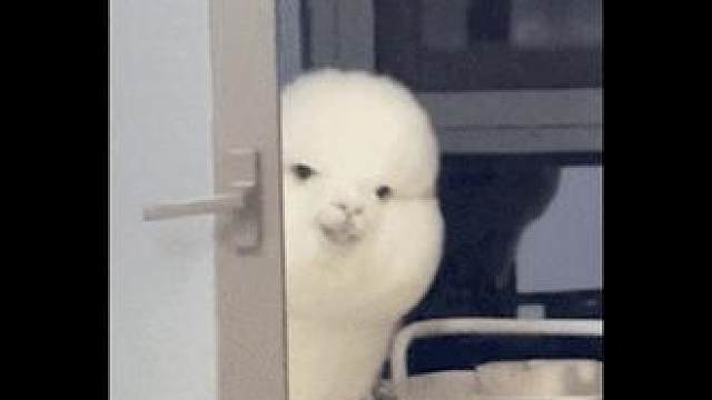 #快洗模式真的靠谱吗  好学生根本不怕考试啊！#当洗衣机偷偷开了3倍速