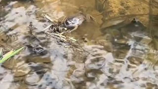 放生的蛙又回来找我了 #美食 #泰国美食 #户外美食 #内容启发搜索