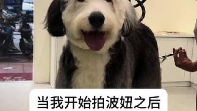 拍狗之后 最好剪的视频出现了#古牧#狗狗#最好剪的视频#狗狗的迷惑行为