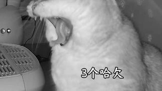 阿b起床连打3个哈欠哈哈哈哈 #猫届超自律生活记录 #记录猫咪日常