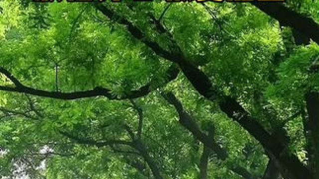 你知道公园20分钟效应吗？在公园里呆上20分钟，就能放松身心，恢复能量！