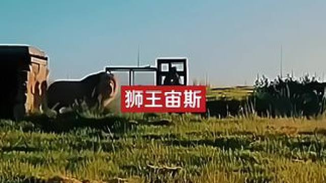 巨型狮王宙斯#狮子 #雄狮