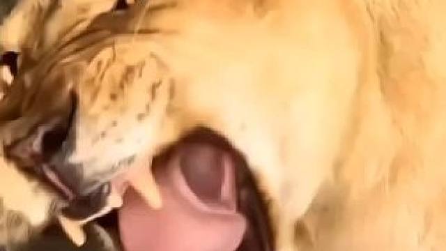 几缸的发动机？#狮子 #狮吼