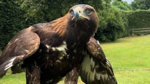 霸气的宠物金雕 #国外视频分享 #奇妙的动物 #宠物