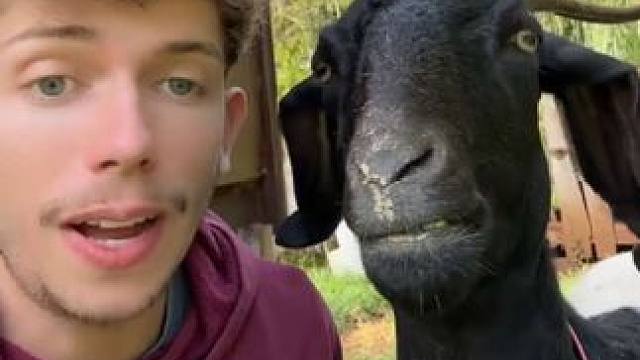 小羊听歌 #国外视频分享 #宠物 #羊了个羊