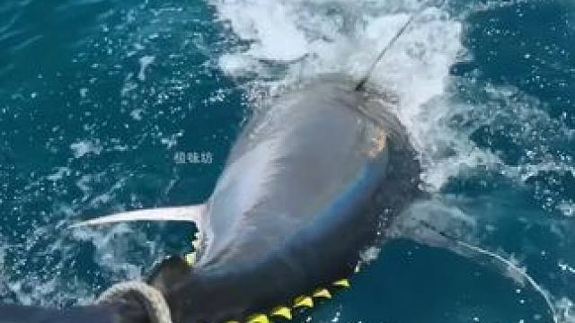 为什么金枪鱼一旦停止游动就无法呼吸？ #金枪鱼 #金枪鱼罐头 #罐头