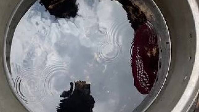 东南亚热带美食 #我的乡村生活 #日常生活 #农村美食记录生活 #我是美食创作者 #绿色食品