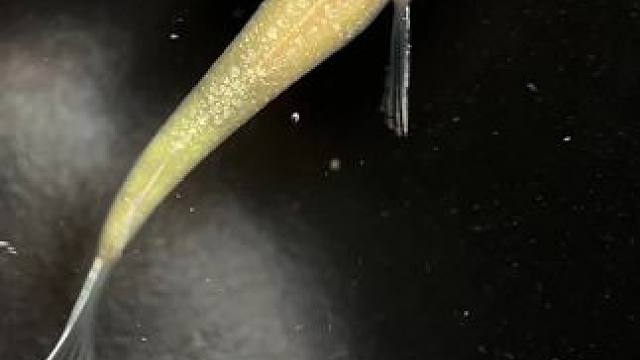 金天使原型鱼，40天2厘米，背光跟不上，我说不想玩真长鳍非要逼着我玩，就一代的事情，你们不能自己去杂