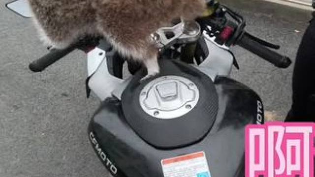 再也不信女人说的话了 #机车 #浣熊 #搭讪