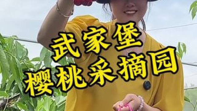 一大带一小进园随便吃，出园还可带走一斤，团购价只要14.8#樱桃采摘 #助农