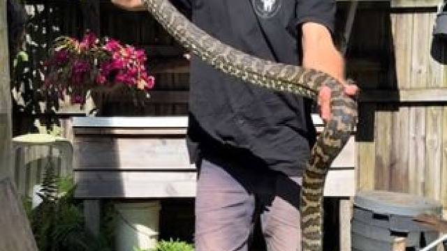 专业人士上门清理地毯蟒 #国外视频分享 #野生动物零距离 #专业操作