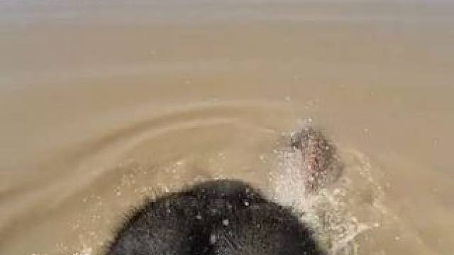 大象的后脑勺 #国外视频分享 #奇妙的动物 #宠物