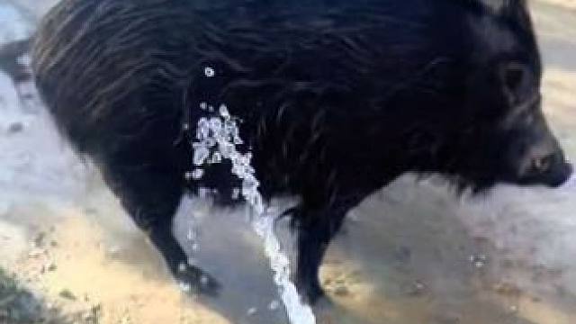 宠物大野猪洗澡 #国外视频分享 #奇妙的动物 #宠物