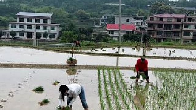 日复一日，年复一年，又是一年插秧季，你们有多少年没体验过了？如今插秧已经成了很多人小时候的回忆#插秧