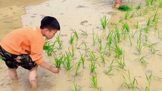 读一万遍“谁知盘中餐，粒粒皆辛苦”，不如下田实践一次。让你们体验一下干农活的辛苦，才会知道生活的不易