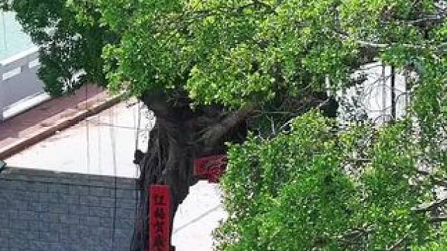 大树上贴对联，你见过吗？树为一扇门，如同一把遮阳伞，守护着大门，数百年来枝繁叶茂，其生命力的顽强让人