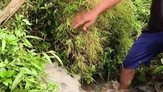 东南亚野菜哥 #东南亚美食#东南亚野菜哥